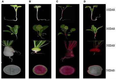 Coordinated Regulation of Anthocyanin Biosynthesis Genes Confers Varied Phenotypic and Spatial-Temporal Anthocyanin Accumulation in Radish (Raphanus sativus L.)